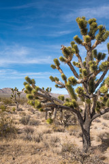 Joshua tree national park