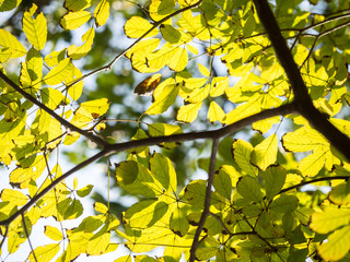 Green leave with sun light, nature concept.