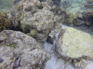 seychelles snorkeling
