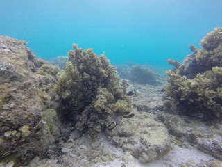 seychelles snorkeling