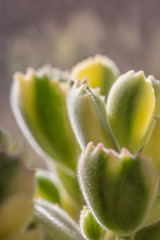 Succulents, bear boy,Cotyledon tomentosa，succulent plants