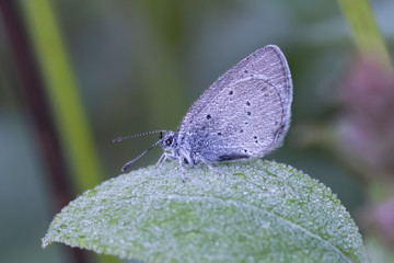 butterfly on flower