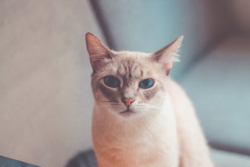 Typical Brazilian chip cookies 