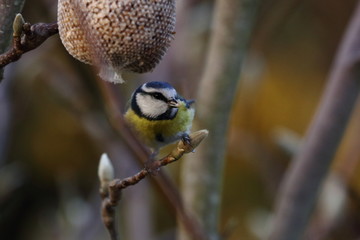 blue tit