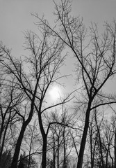 Silhouette of trees, black and white, winter