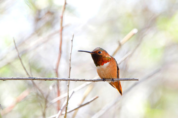 one male Allen's Hummingbird perched on a branch.  Common only in the brushy woods, gardens, and meadows of coastal CA from Santa Barbara north, and southern coastal Oregon.