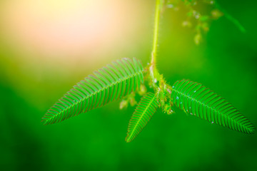 Green  leaves nature background, Close-up focus tree branch