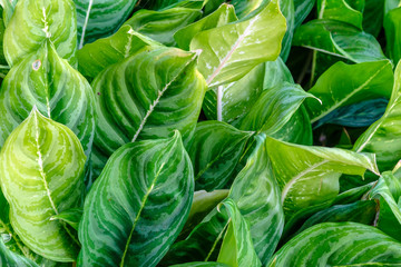 green leaves. Flat lay. Nature background