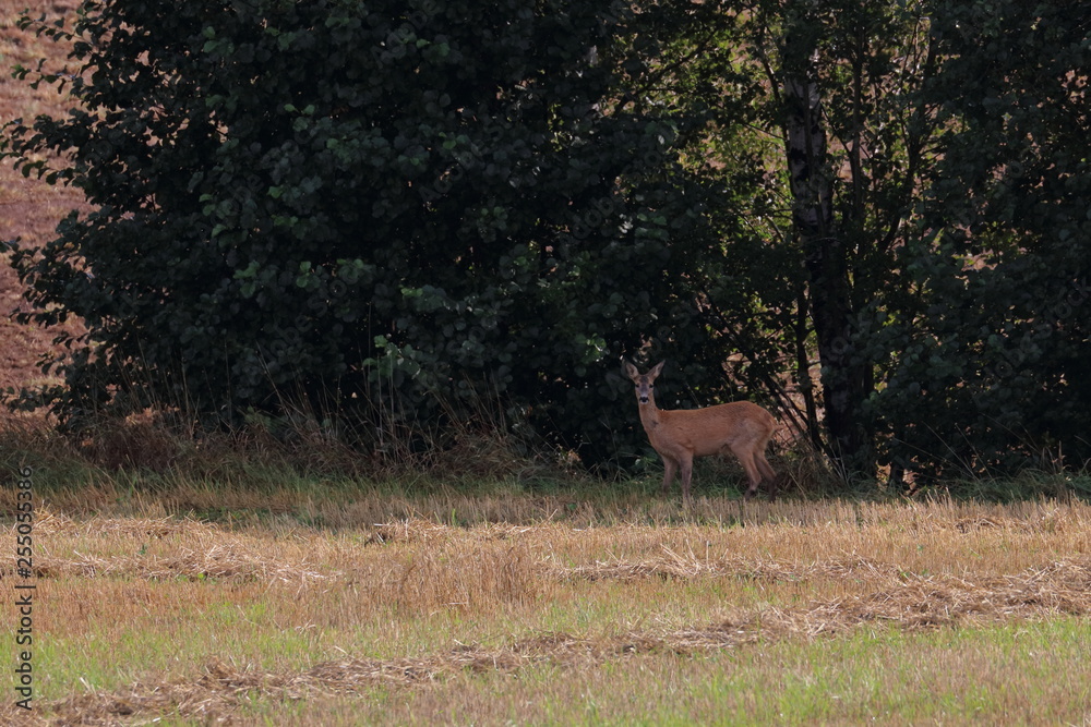 Canvas Prints roe deer