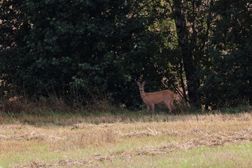 roe deer