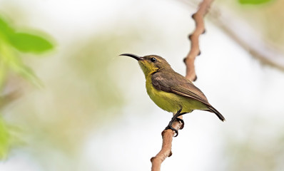 Close up Olive-Backed Sunbird Perched on Branch Isolated on Background