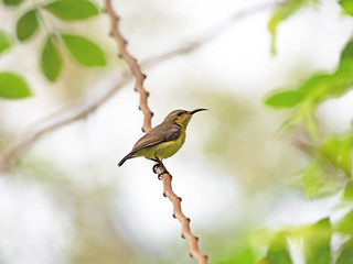 Close up Olive-Backed Sunbird Perched on Branch Isolated on Background