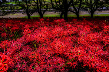 満開の曼珠沙華