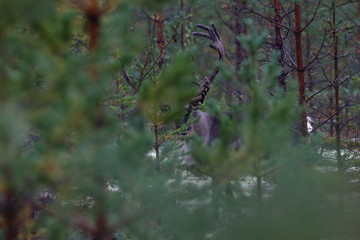reindeer