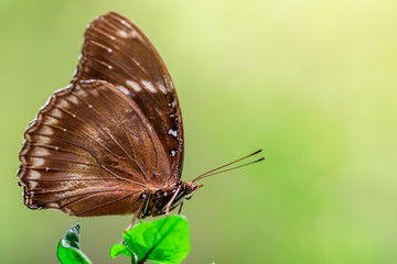 The brown wing butterfly is being on green leaf in the nice garden of the rainy season with the flare. 