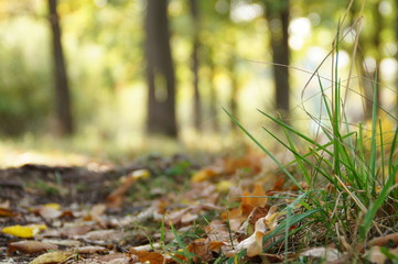 Macro world - grass