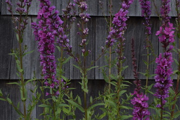 Flowers blooming in front of a wooden structure