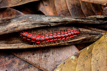 Flat backed millipede crawling on the rotten leaves.