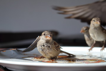 sparrow