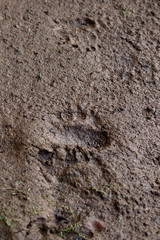 bear footprint