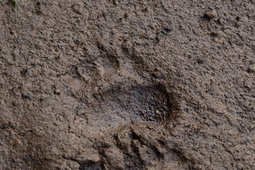 bear footprint