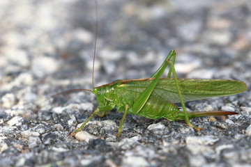 grashopper