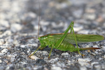 grashopper