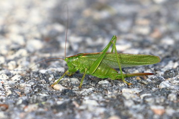 grashopper