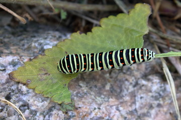papilio machaon