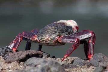 rote_Klippenkrabbe