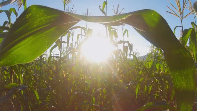 Tilt up of  Landscape green corn farms in agricultural garden Thailand. Crane shot, size 4k