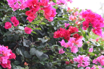 flowers in the garden