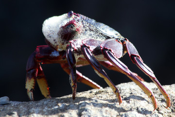 rote_Klippenkrabbe