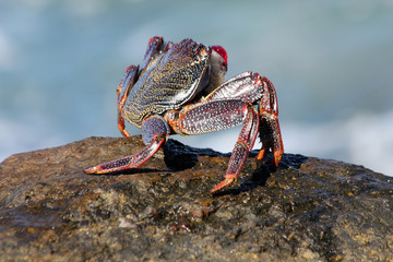 rote_Klippenkrabbe