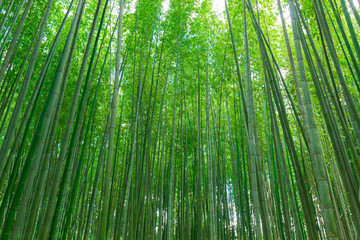 Arashiyama Bamboo Forest in Kyoto Japan. Beautiful bamboo background with natural scene