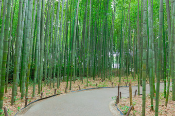 Arashiyama Bamboo Forest in Kyoto Japan. Beautiful bamboo background with natural scene
