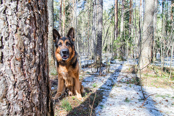 Dog German Shepherd in the forest in an early spring