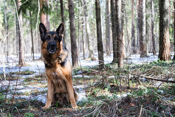 Dog German Shepherd in the forest in an early spring