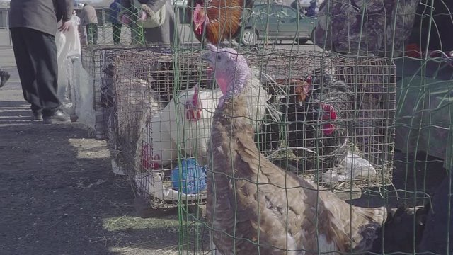 Turkey Bird on the poultry farm