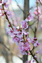Fototapeta premium 桃の花
