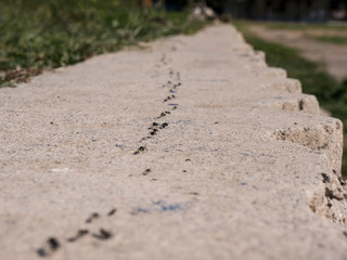 Long line of ants on cement barrier close up view