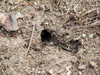 Anthill hole in ground with ants close up view