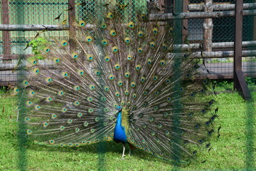 Obraz premium peacock