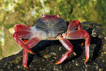 rote_Klippenkrabbe