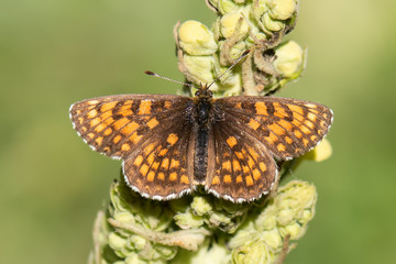 butterfly on flower