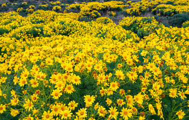 Point Dume wildflowers