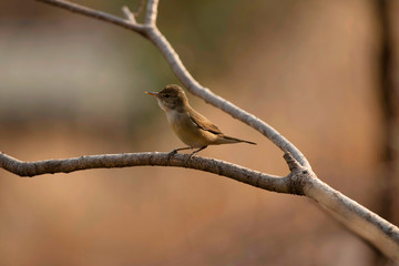 Blyth's reed warbler, Acrocephalus dumetorum, Sinhagad valley, Pune district, Maharashtra, India.