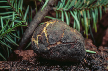 Rare - Oregon Brown Truffle (Leucangium brunneum). It is found in young  Douglas-fir stands in the western Cascades and the Coast Range of Oregon.