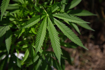 Naklejka na ściany i meble Marijuana plant