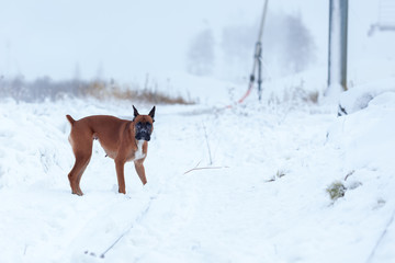 Portrait of dog against background of trees. German boxer walking in winter forest .